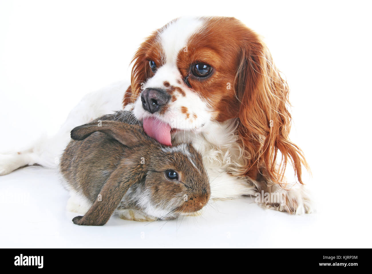 Il cane e il coniglio insieme. Amici animali. Coniglio Coniglio Bianco pet fox rex satin real live lop widder nhd nana tedesco olandese con Cavalier King Charles s Foto Stock