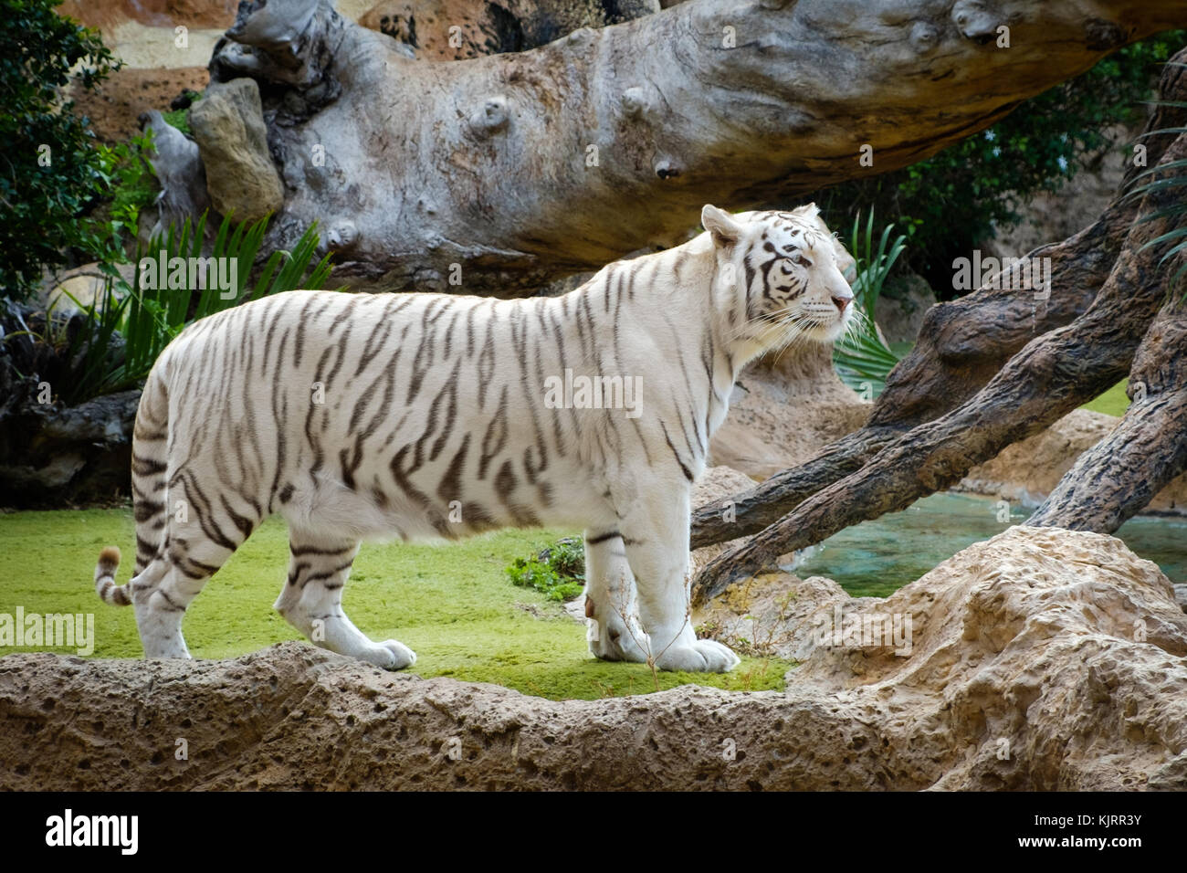 La tigre bianca , bianco tigre del Bengala outdoor Foto Stock