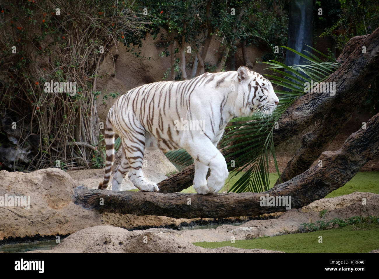 La tigre bianca , bianco tigre del Bengala outdoor Foto Stock