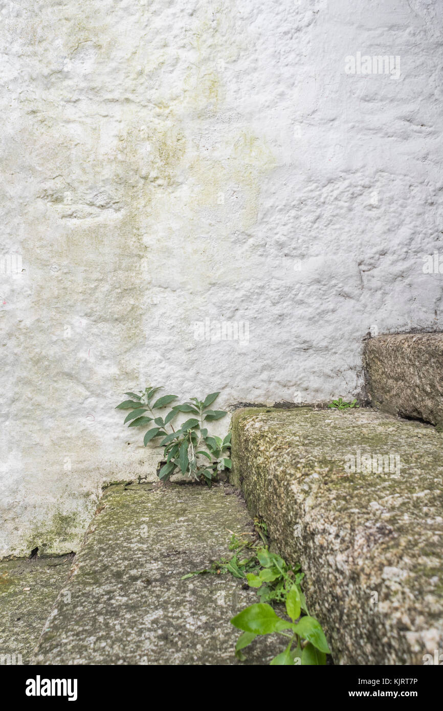 Serie di pietra in granito di fasi con erbacce crescente - possibile metafora per il concetto di "fasi della carriera'. Foto Stock