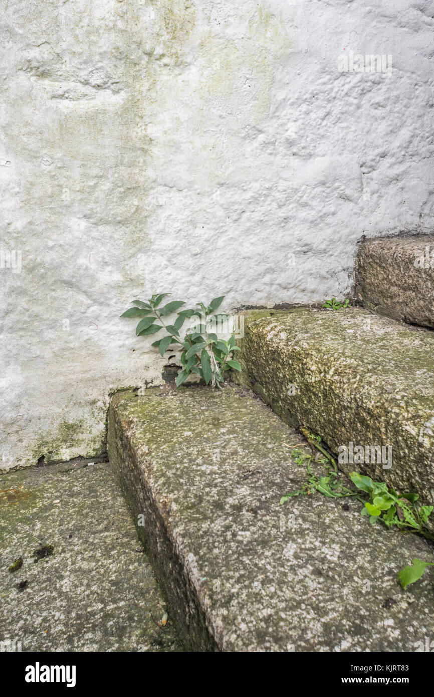Serie di pietra in granito di fasi con erbacce crescente - possibile metafora per il concetto di "fasi della carriera'. Foto Stock