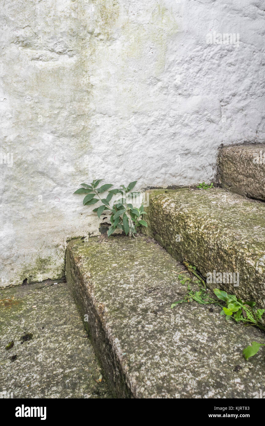 Serie di pietra in granito di fasi con erbacce crescente - possibile metafora per il concetto di "fasi della carriera'. Foto Stock Serie di pietra in granito di fasi con erbacce crescente - possibile metafora per il concetto di "fasi della carriera'. Foto Stock