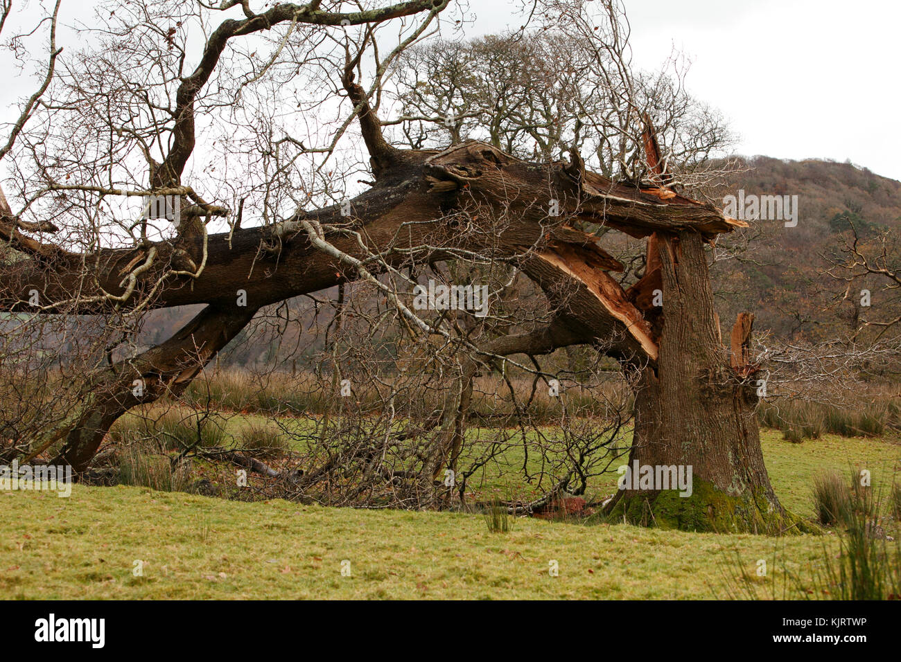 Scattò tronco di quercia, da gale force venti. Foto Stock