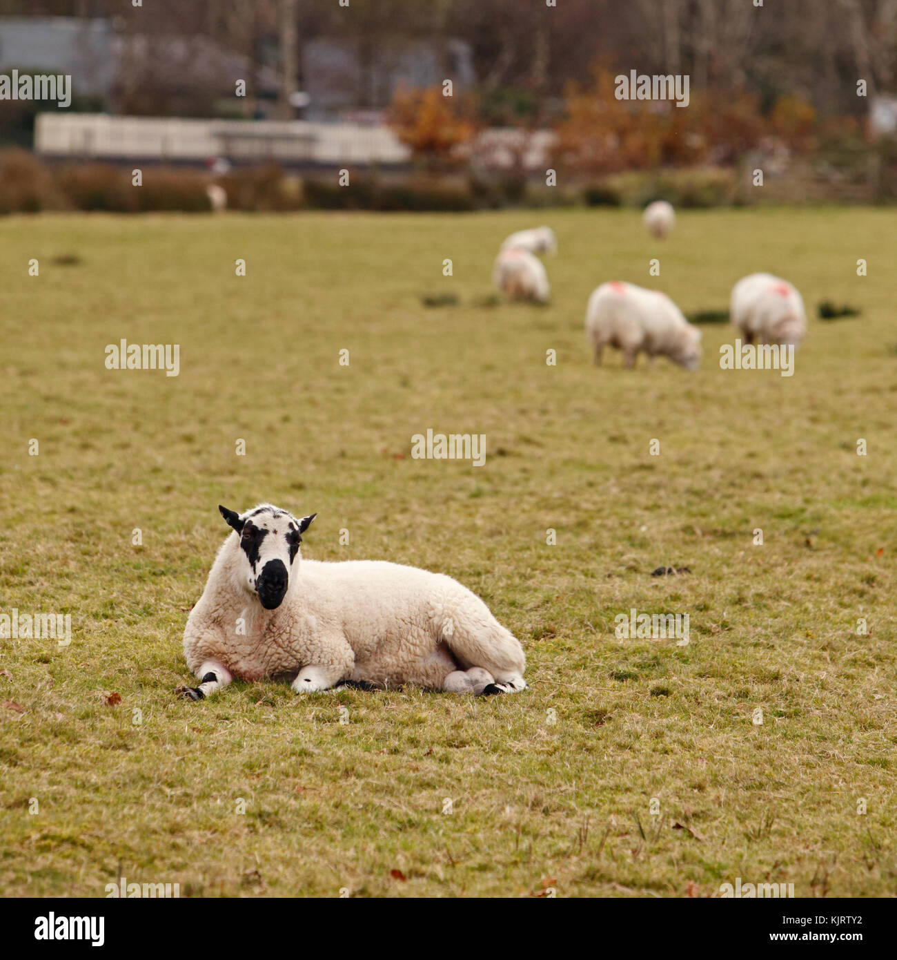 Il Gallese le pecore di montagna varietà. Pecore bianche in Snowdonia, Foto Stock
