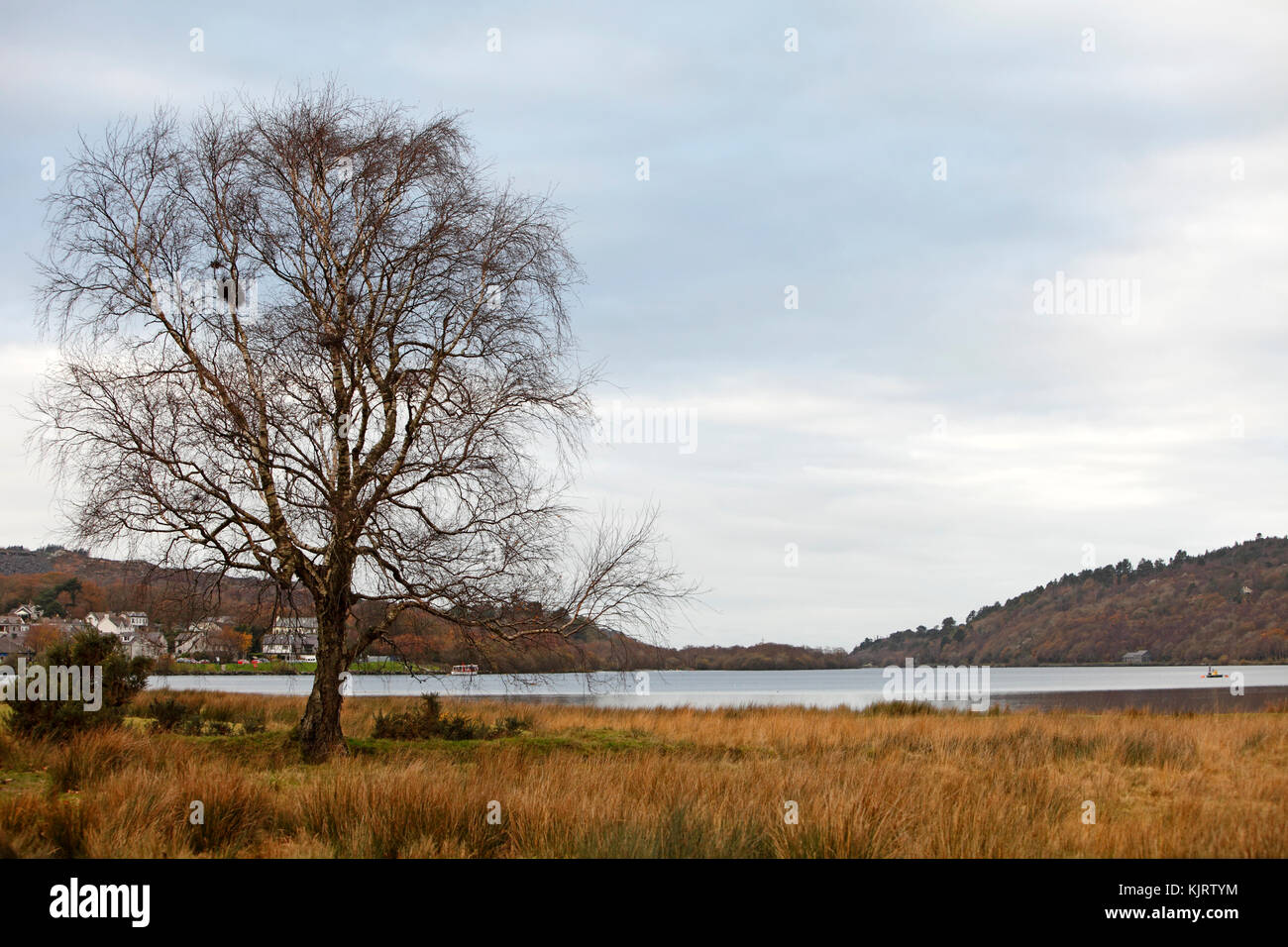 Albero solitario dalle rive di un lago in Snowdonia. Foto Stock