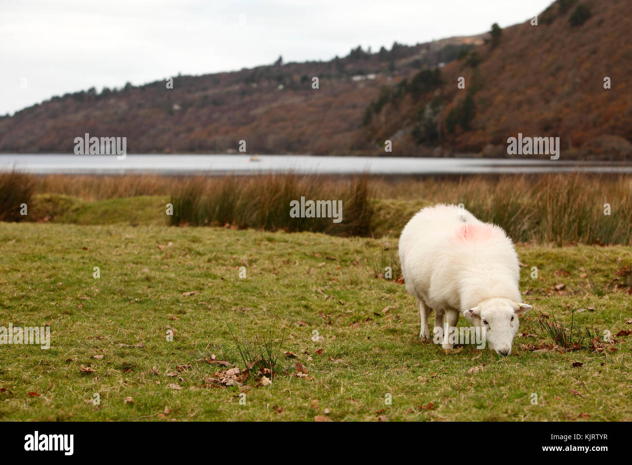 Il gallese le pecore di montagna in Snowdonia. Foto Stock