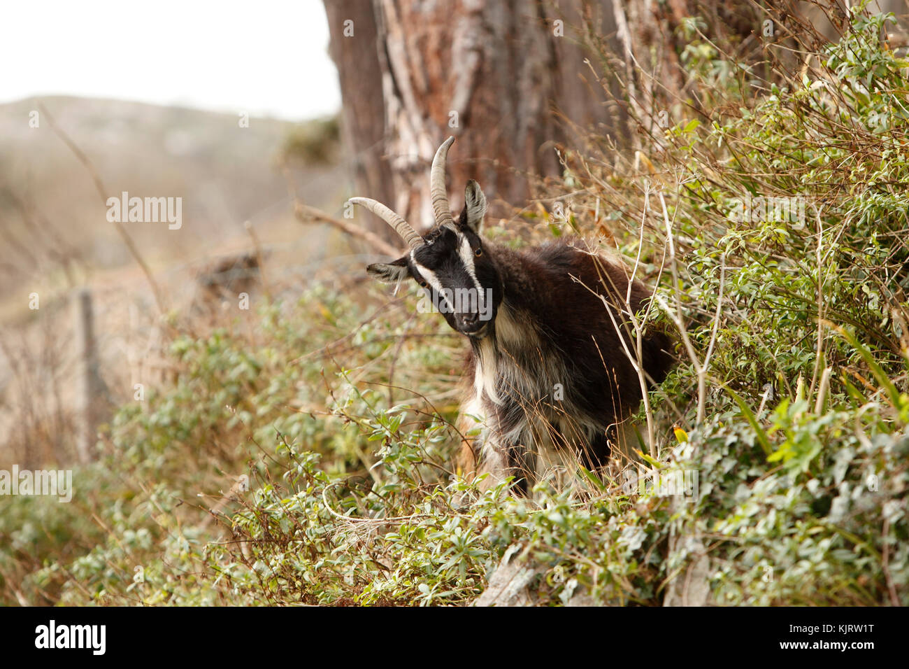 Capre di montagna tra disco cespugli spinosi. Foto Stock