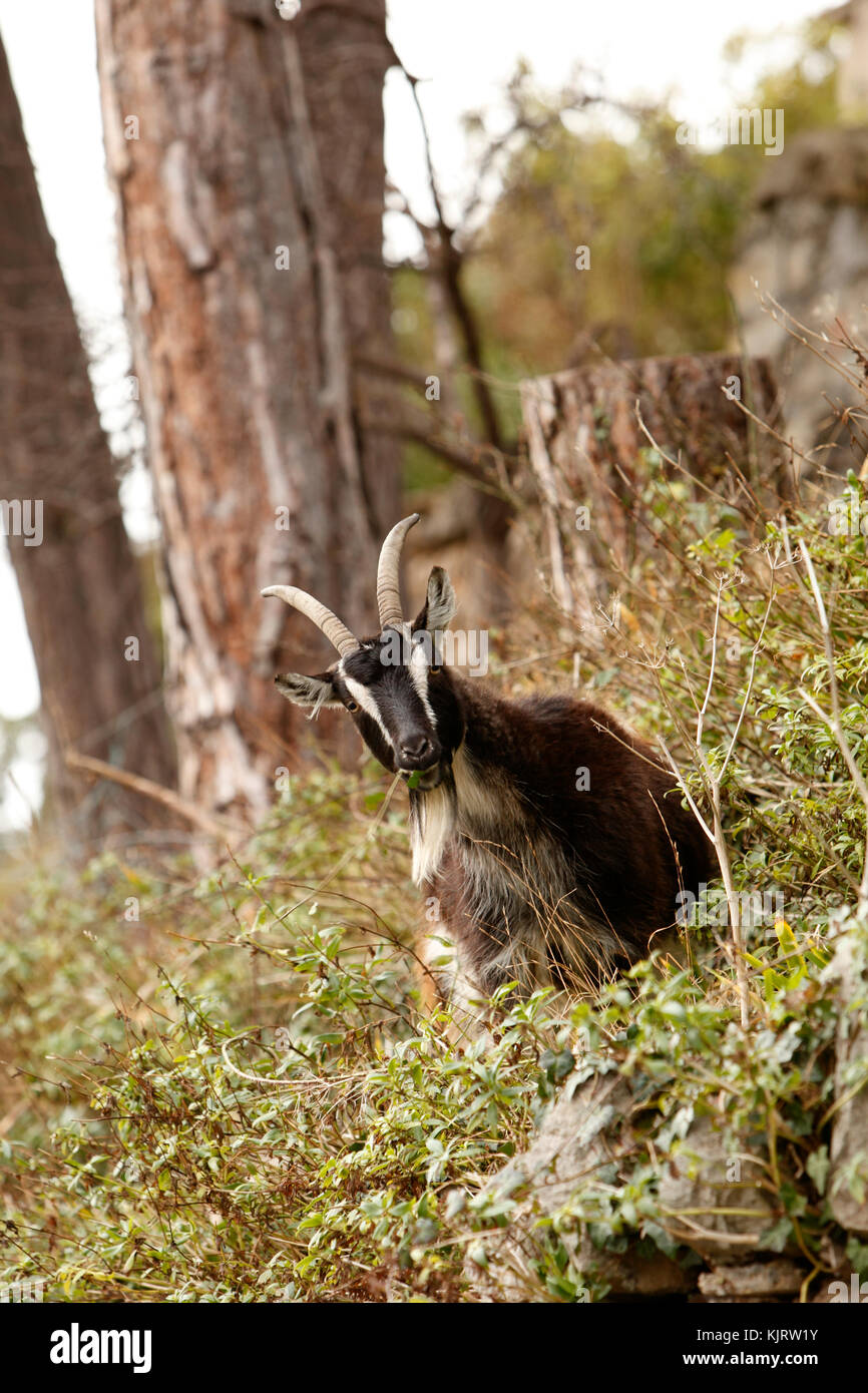 Capre di montagna tra disco cespugli spinosi. Foto Stock