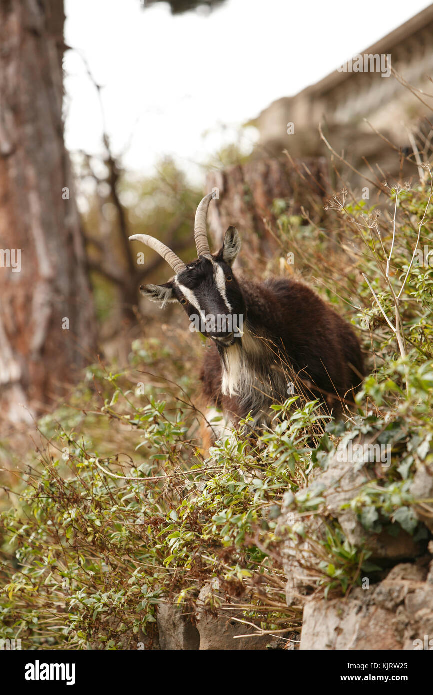 Capre di montagna tra disco cespugli spinosi. Foto Stock