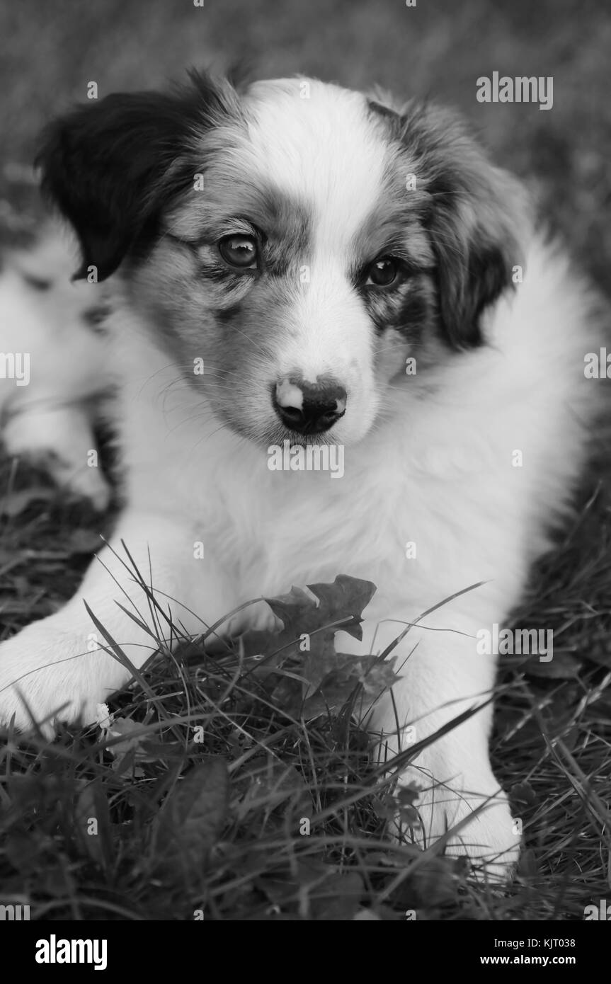 Australian Shepherd puppie cane bellissimo ritratto Foto Stock