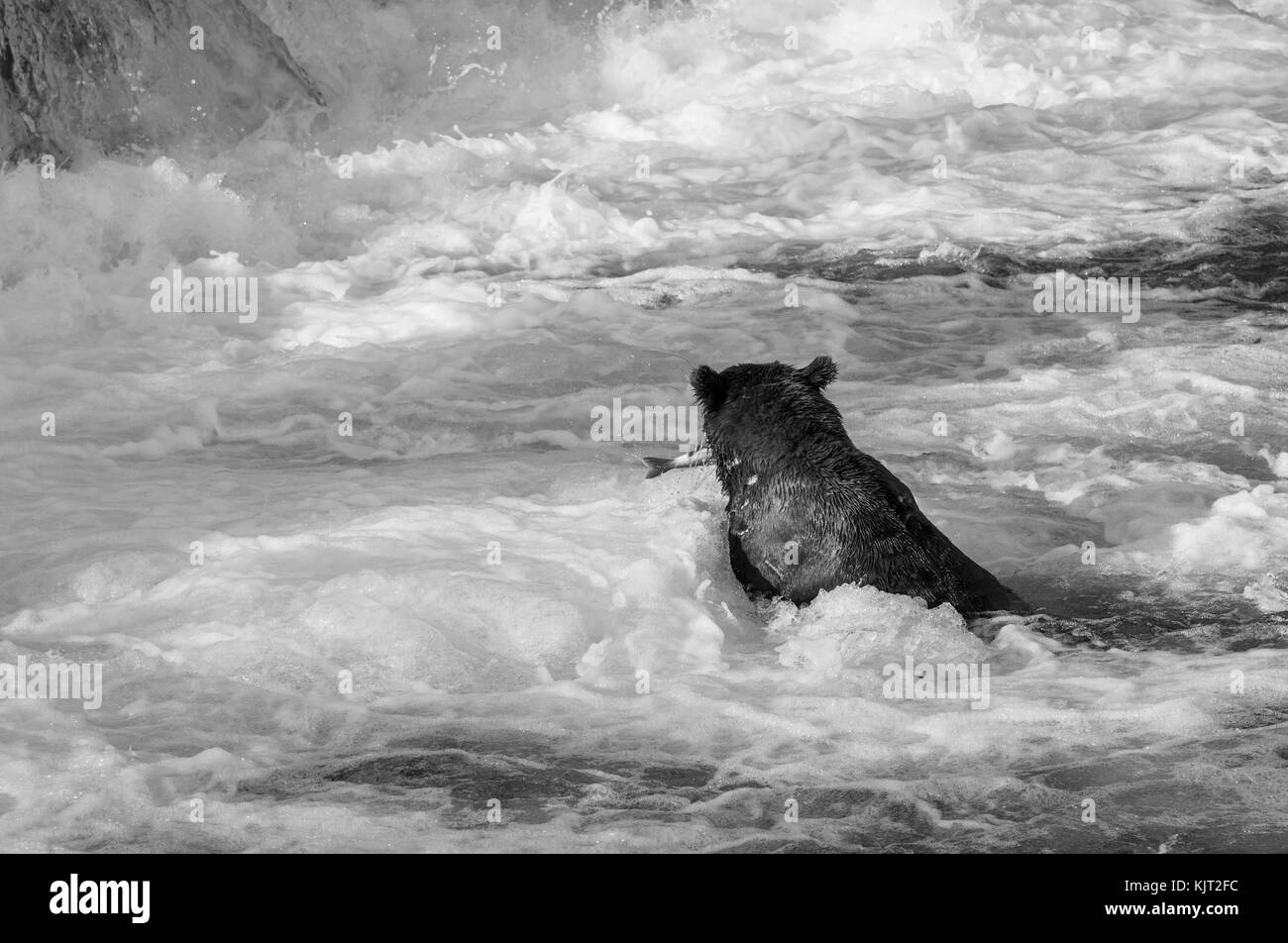 Orso bruno in Alaska Foto Stock