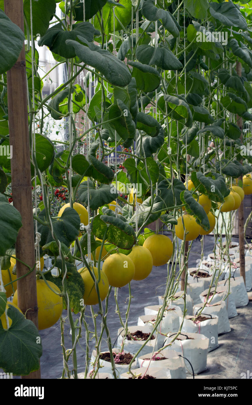 Anguria in crescita in serra come prodotto organico di alimenti sani. Foto Stock