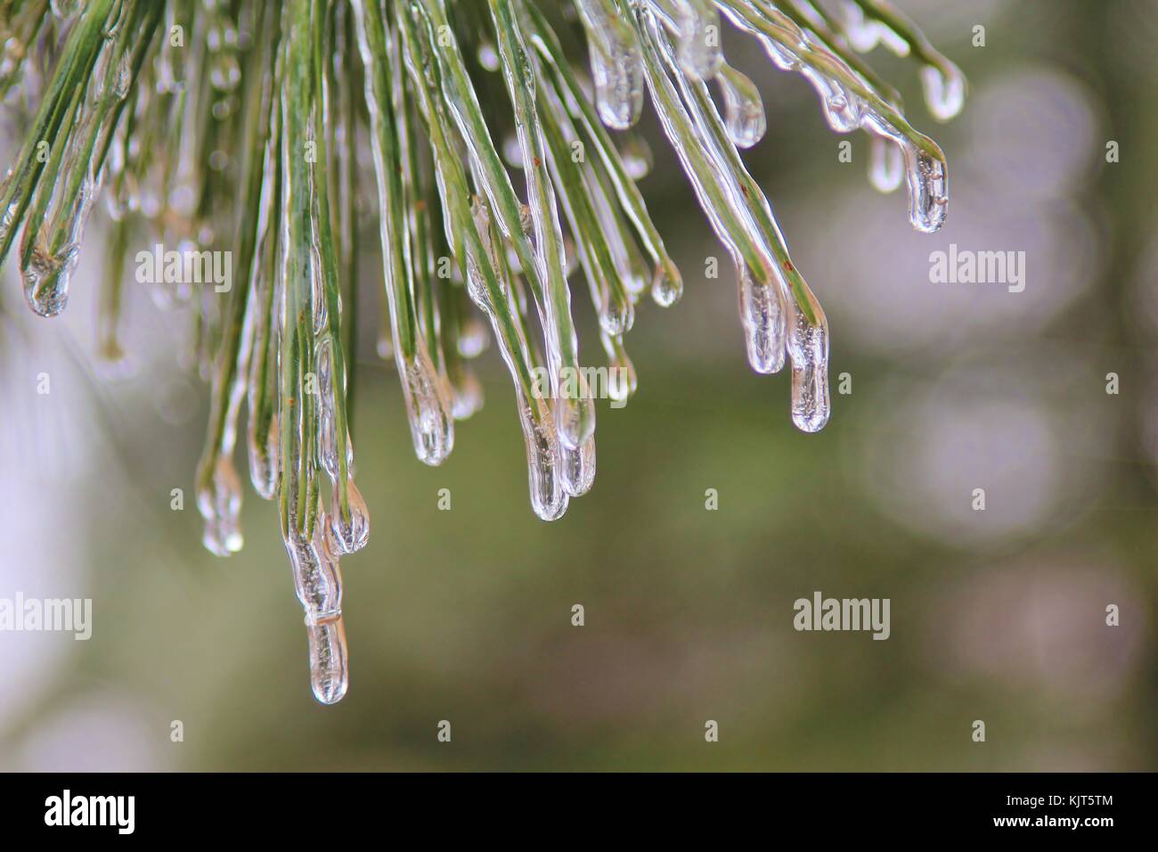 Delicate fantasie e forme di svilupparsi come un inverno severo tempesta di ghiaccio su rulli di Saint Louis, Missouri, Stati Uniti d'America. Foto Stock