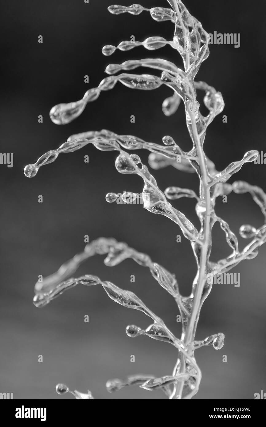 Delicate fantasie e forme di svilupparsi come un inverno severo tempesta di ghiaccio su rulli di Saint Louis, Missouri, Stati Uniti d'America. Foto Stock