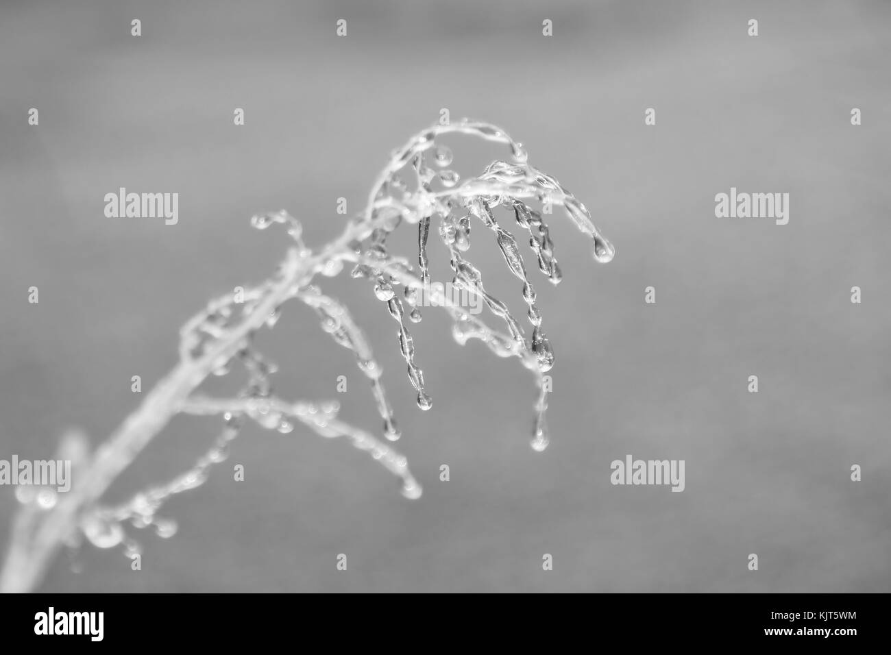 Delicate fantasie e forme di svilupparsi come un inverno severo tempesta di ghiaccio su rulli di Saint Louis, Missouri, Stati Uniti d'America. Foto Stock