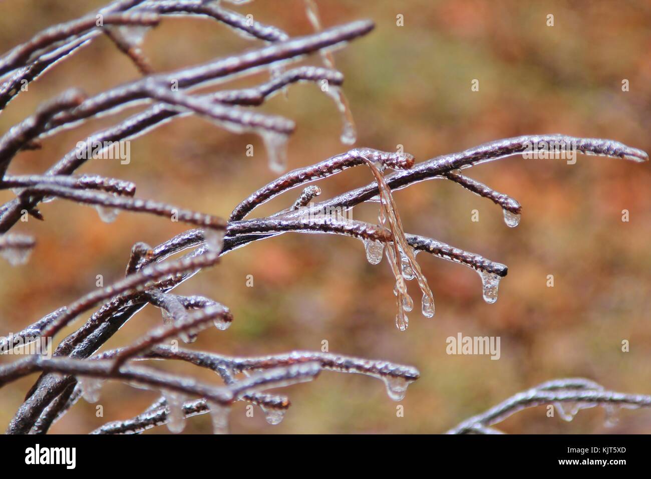 Delicate fantasie e forme di svilupparsi come un inverno severo tempesta di ghiaccio su rulli di Saint Louis, Missouri, Stati Uniti d'America. Foto Stock