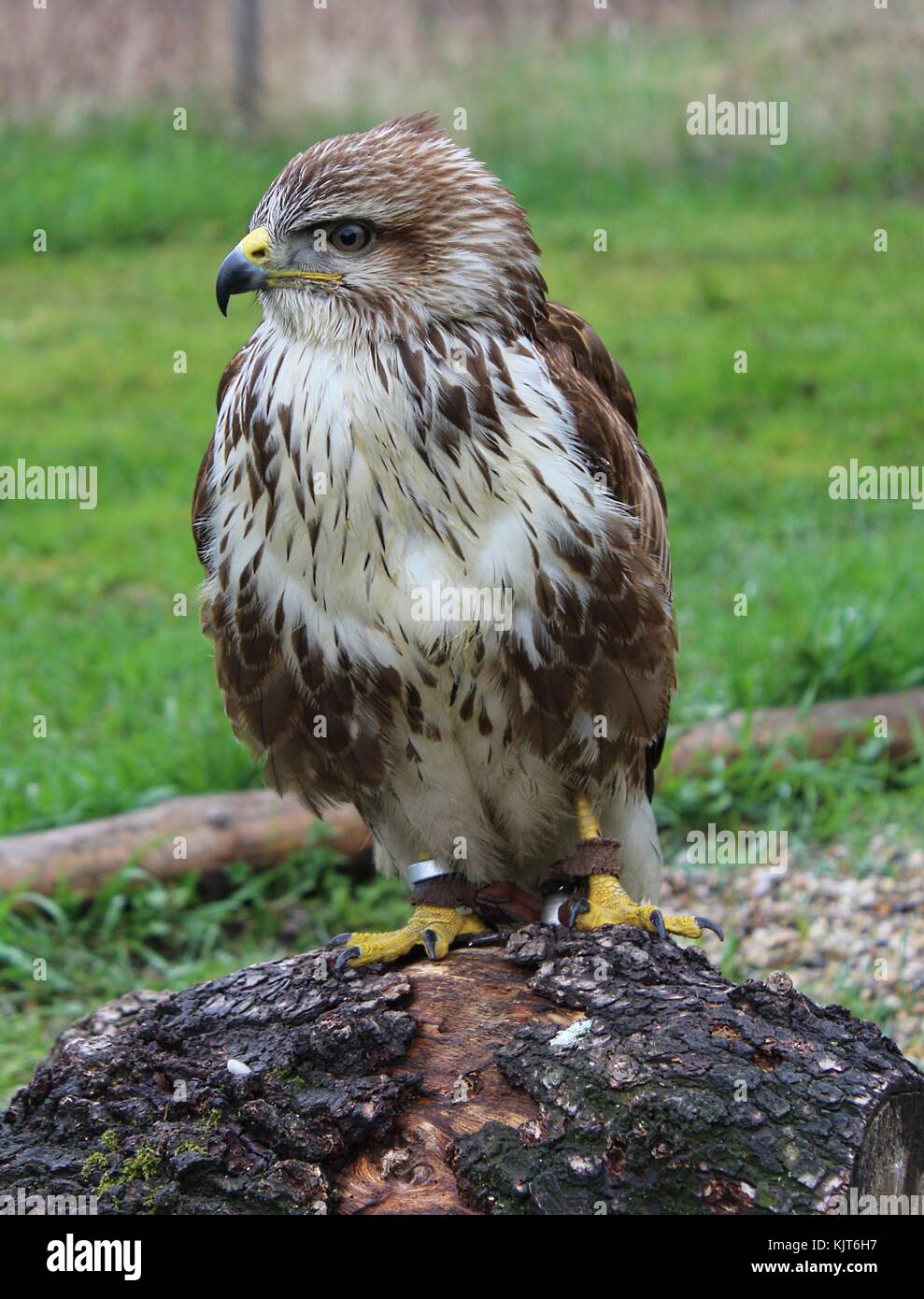 Addestrato comune poiana femmina in corrispondenza di un club di falconeria, Slovacchia Foto Stock