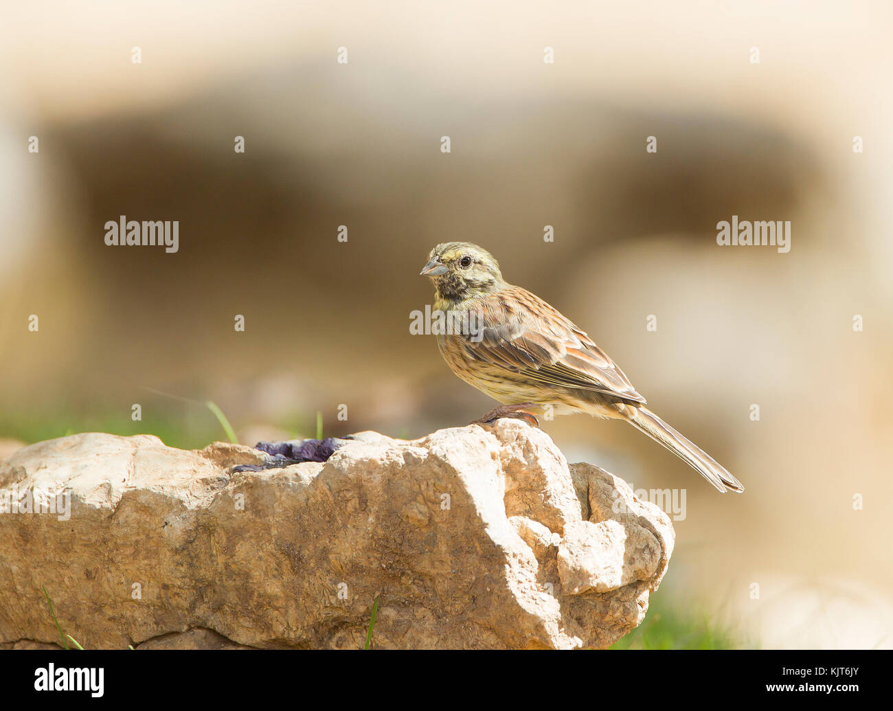 Curl bunting emberiza cirlus appollaiato in autunno Foto Stock