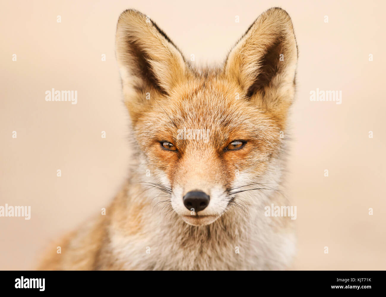 In prossimità di una giovane volpe rossa contro il fondo trasparente, Paesi Bassi. Foto Stock