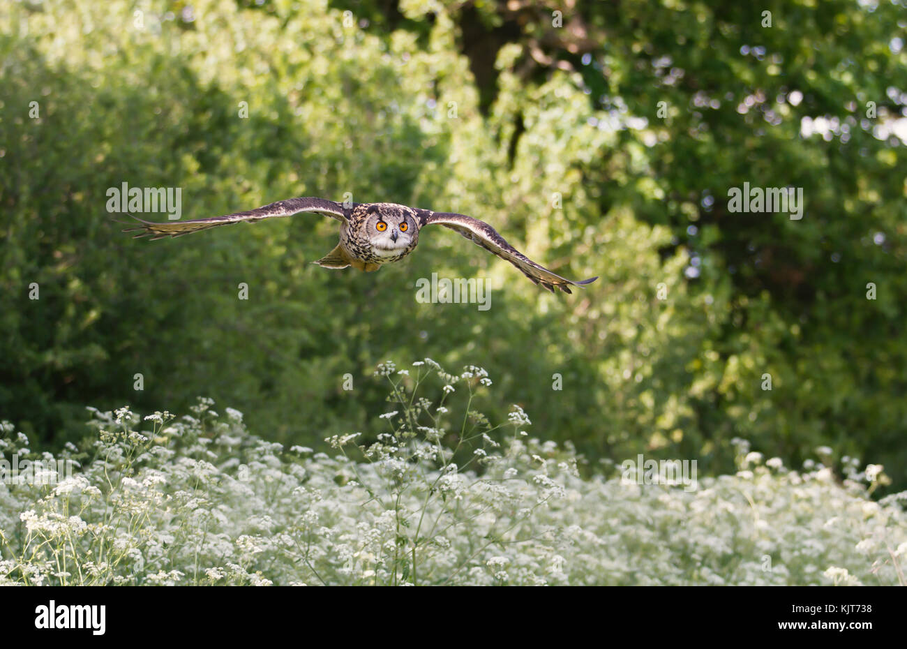 Aquila-gufo eurasiatico che sorvola un campo di fiori bianchi in estate nella campagna inglese Foto Stock