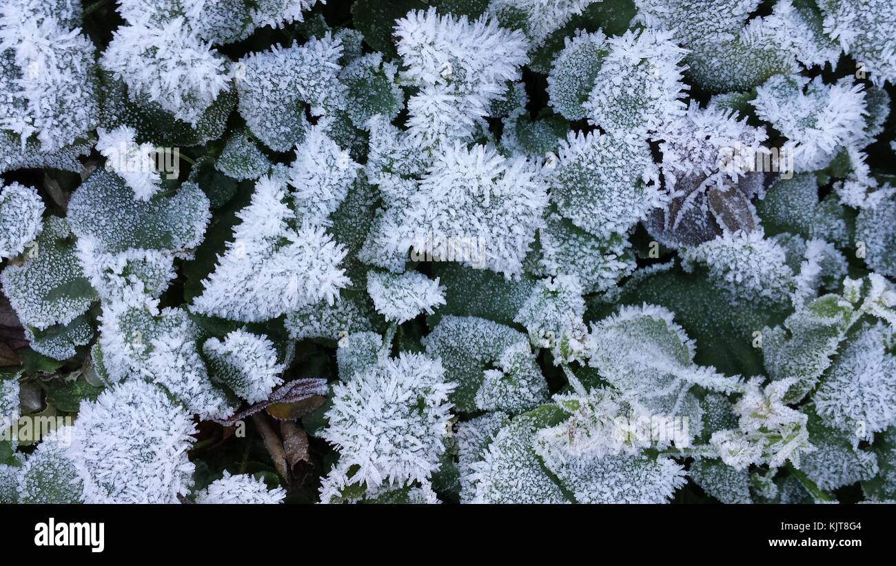 Il pupazzo di neve ghiacciata di foglie in un giardino. Foto Stock