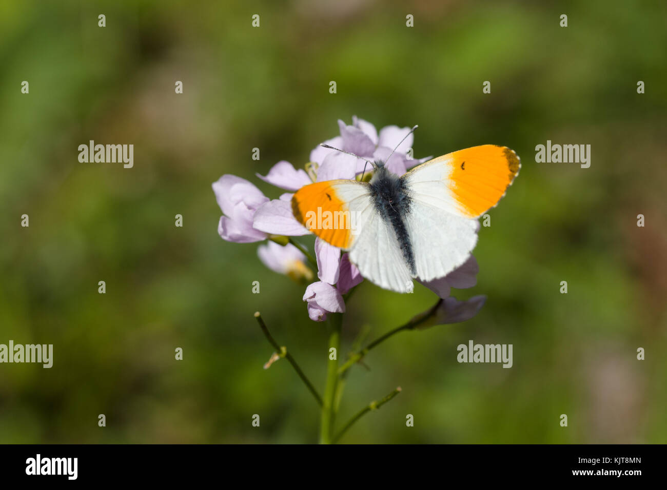 Punta arancione farfalla (un maschio) su cuckooflower Foto Stock