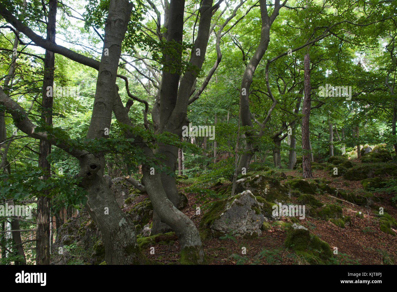 Tipica foresta sopra le rovine di Stierberg, Baviera Foto Stock