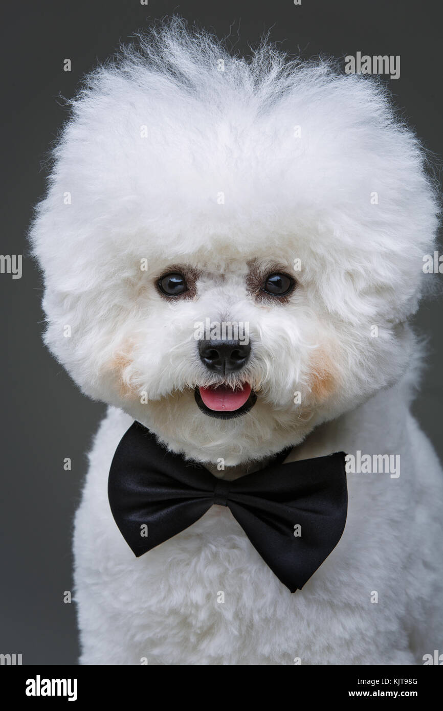 Bella bichon frisee cane in papillon Foto Stock