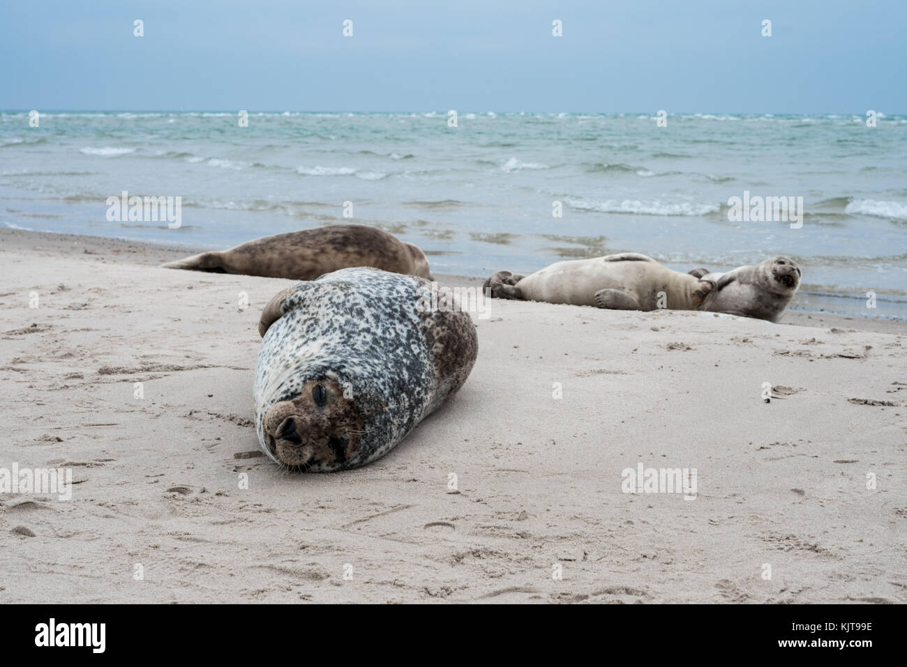 Guarnizioni di tenuta in appoggio sulla spiaggia Foto Stock