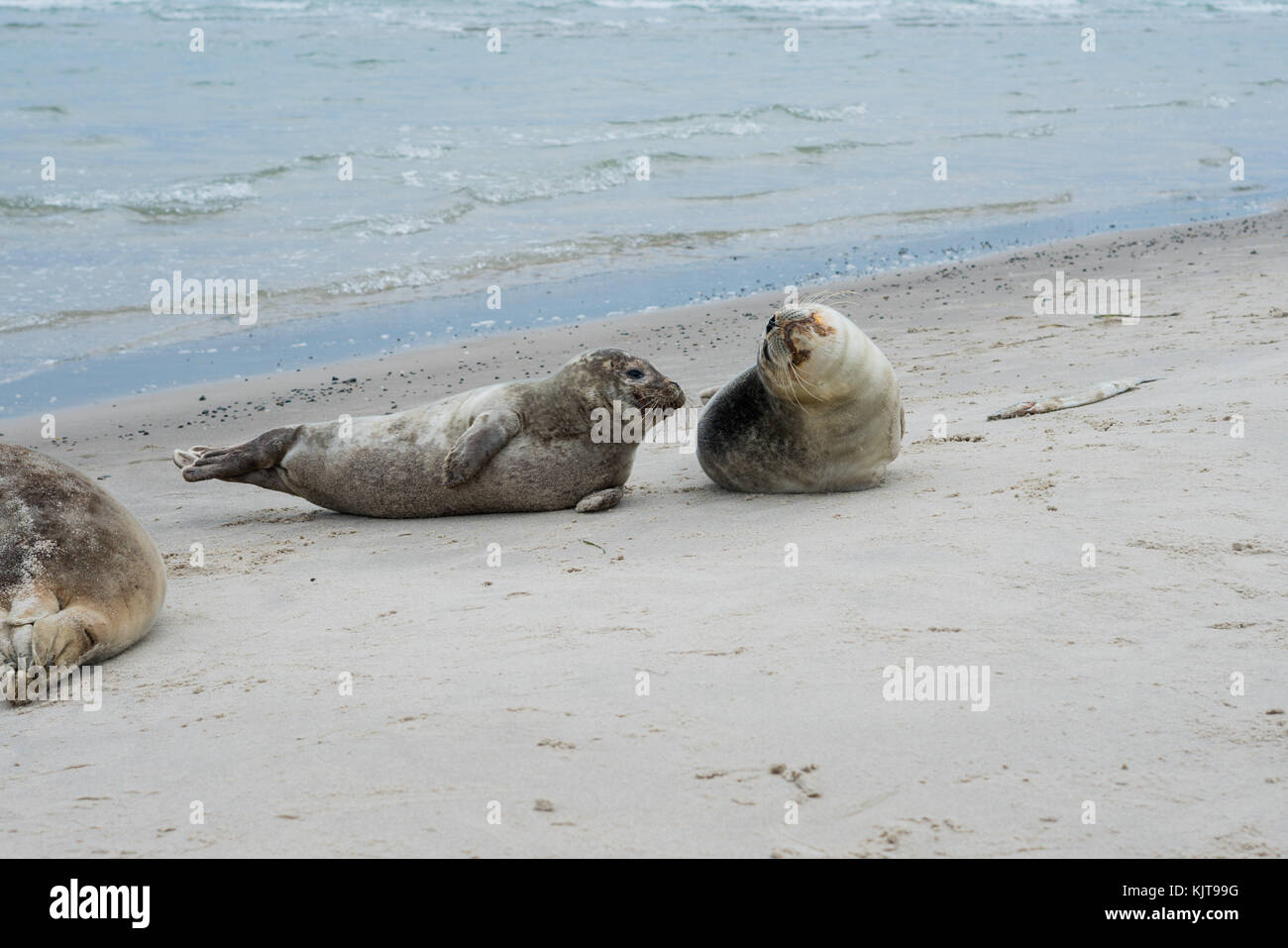 Guarnizioni di tenuta in appoggio sulla spiaggia Foto Stock