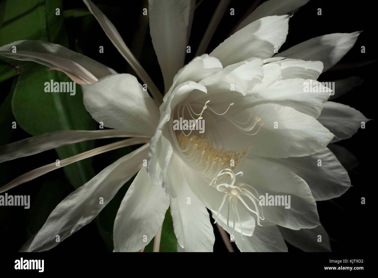 Studio fotografico di una notte blooming cereus fiore usando luce tecnica di pittura. Foto Stock