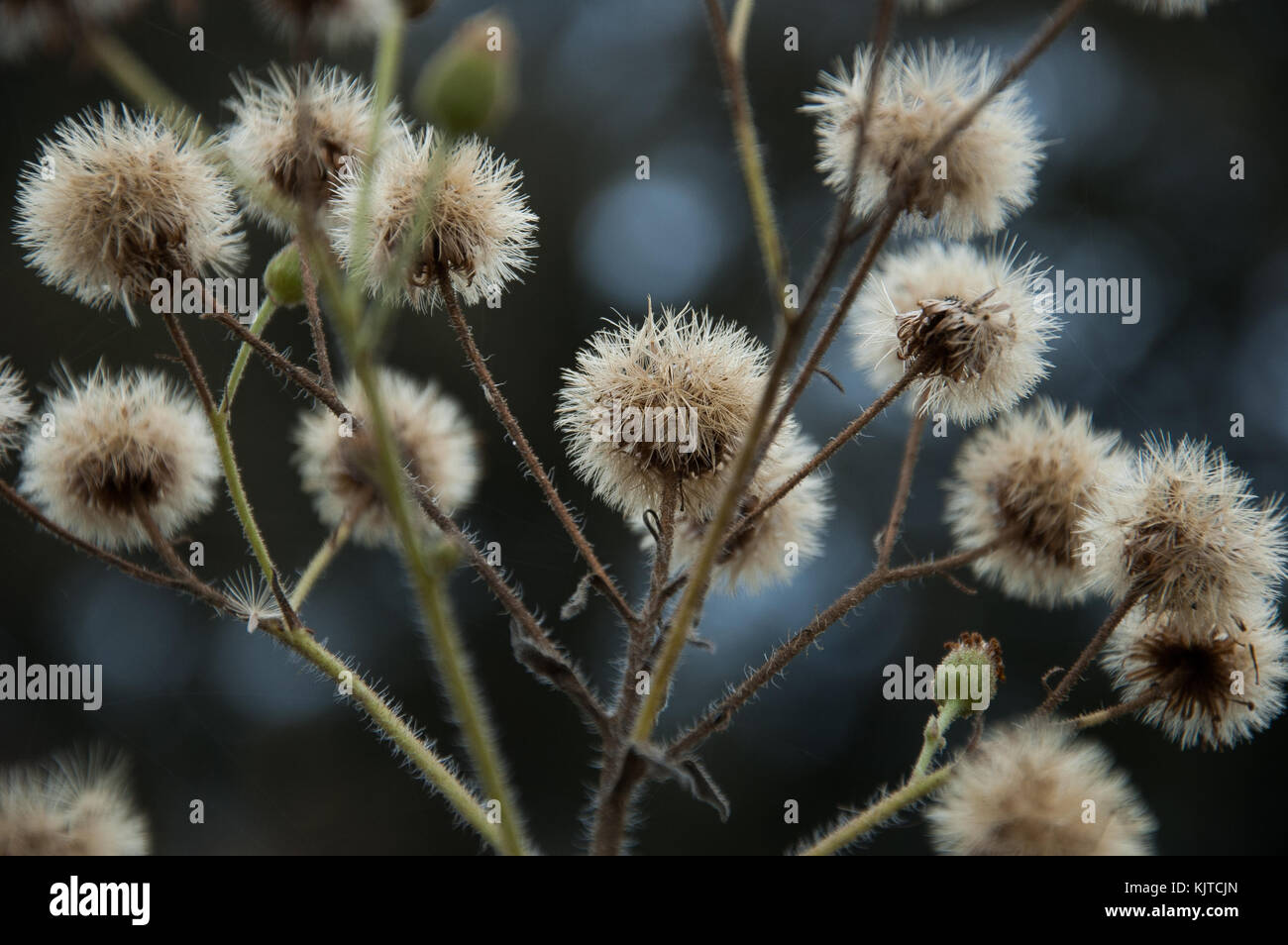 La bellezza nelle piccole cose, come le erbacce Foto Stock