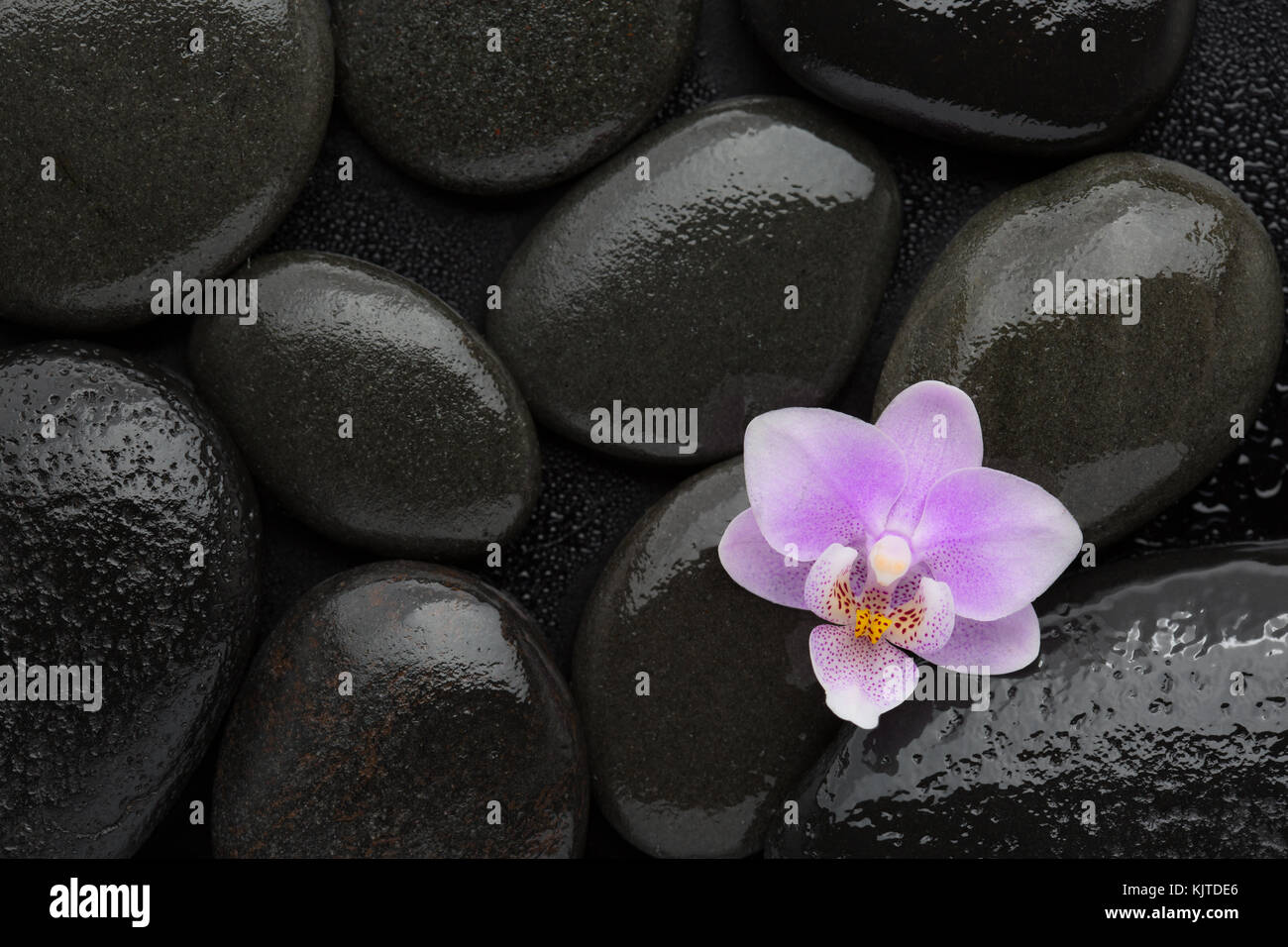 La luce rosa orchid giacente sul bagnato pietre nere. visti da sopra. spa concept. Foto Stock