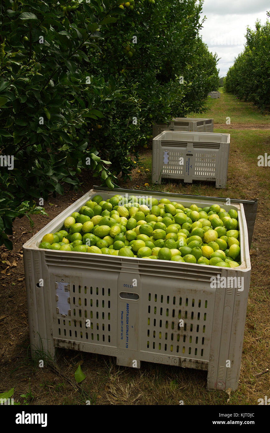 Raccolte di limoni in un frutteto commerciale Foto Stock