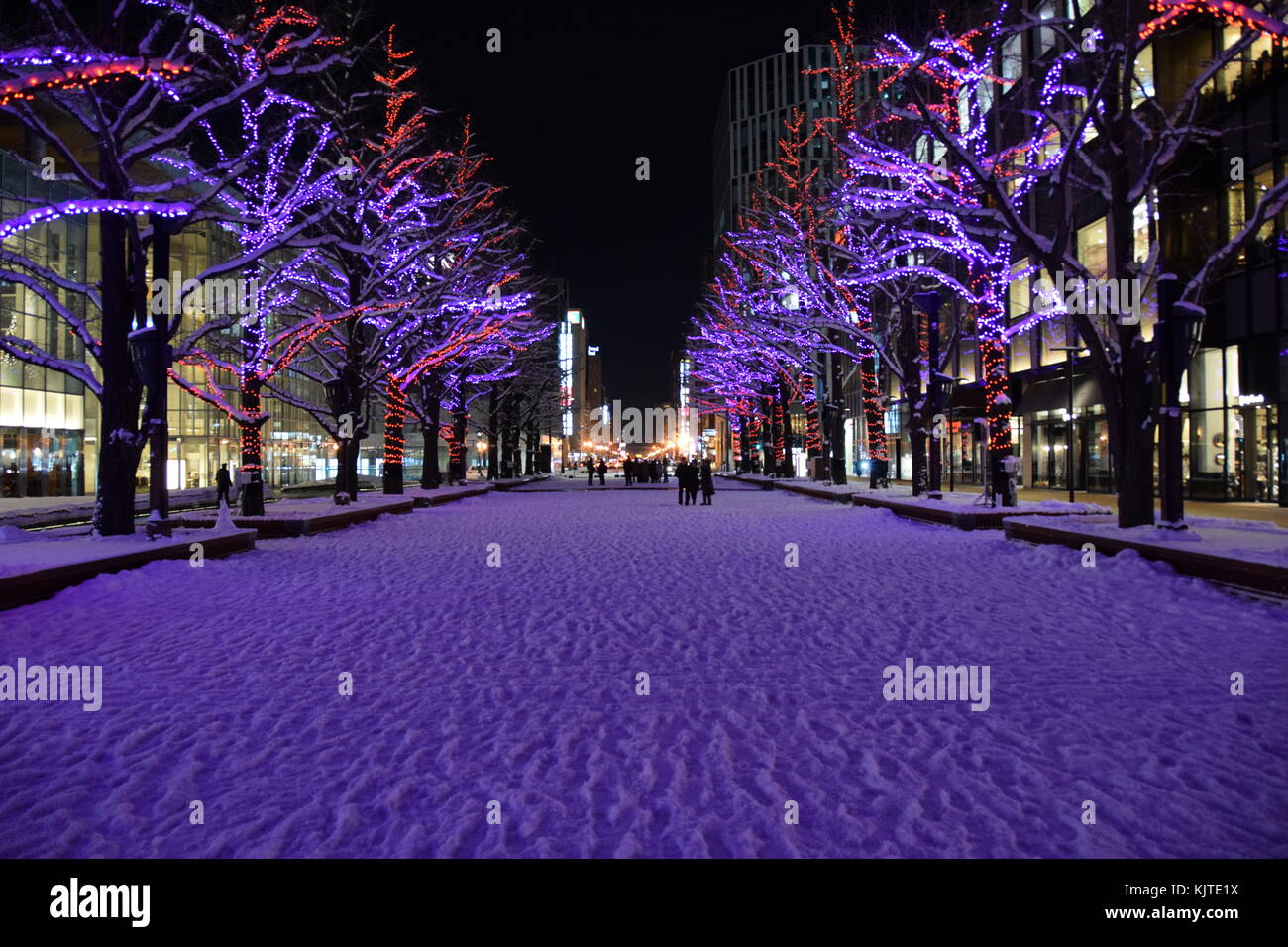 Inverno a Sapporo in Giappone. Immagine notturna con neve e alberi di Natale con illuminazione. Persone in background. Foto Stock