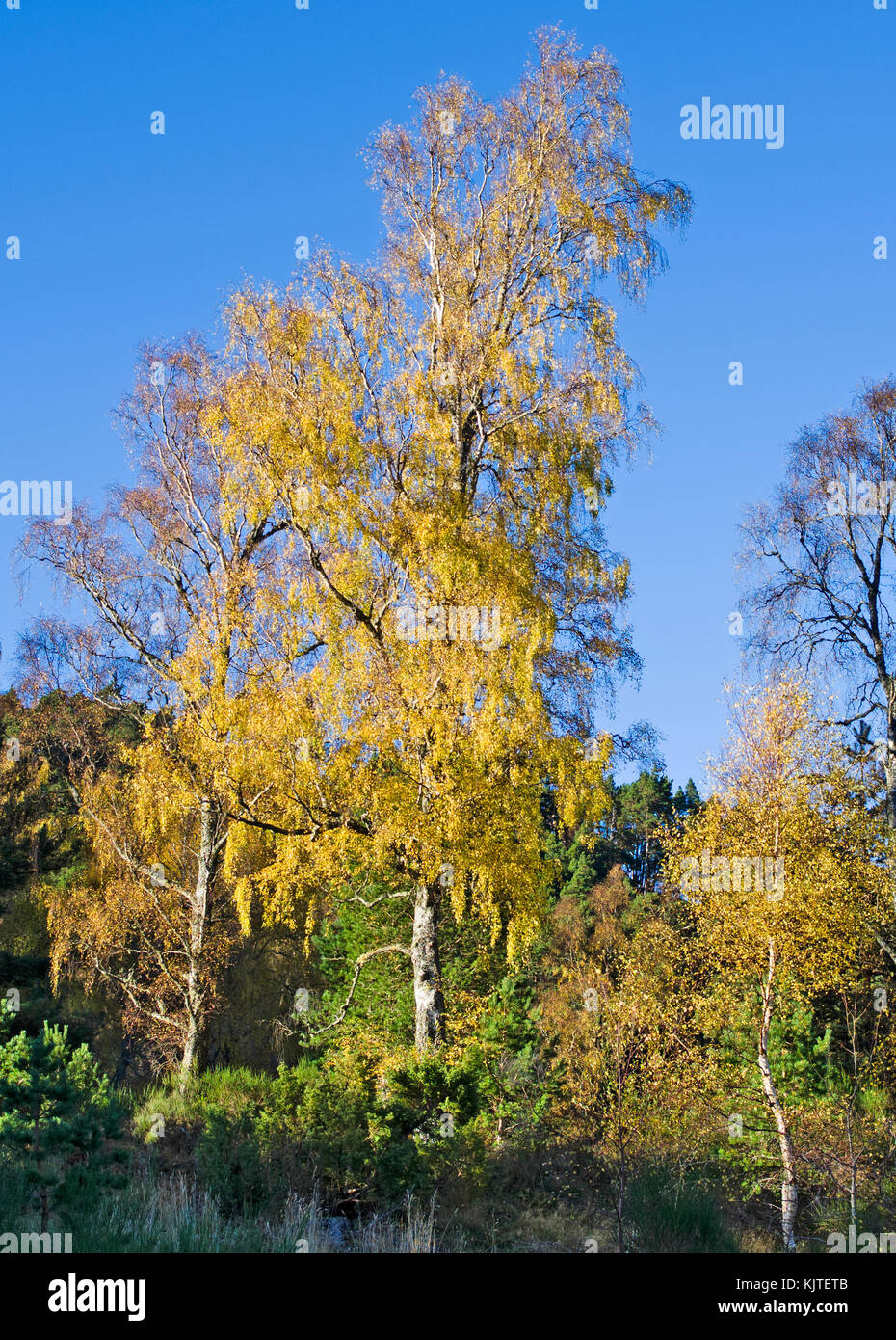 Colorato fogliame autunnale su alberi nel bosco in Rothiemurchus Estate, Cairngorms, Highlands scozzesi, soleggiata giornata autunnale, Scozia UK. Foto Stock