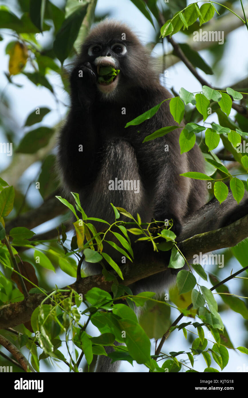 La foglia dusky scimmia, spectacled langur o foglia spectacled monkey (Trachypithecus obscurus) dalla Malaysia Foto Stock