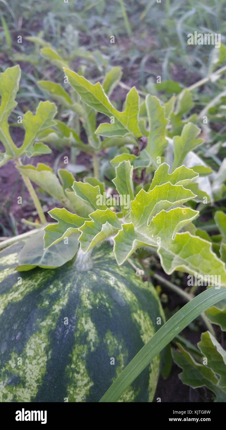 Foglie di pianta anguria immagini e fotografie stock ad alta risoluzione -  Alamy