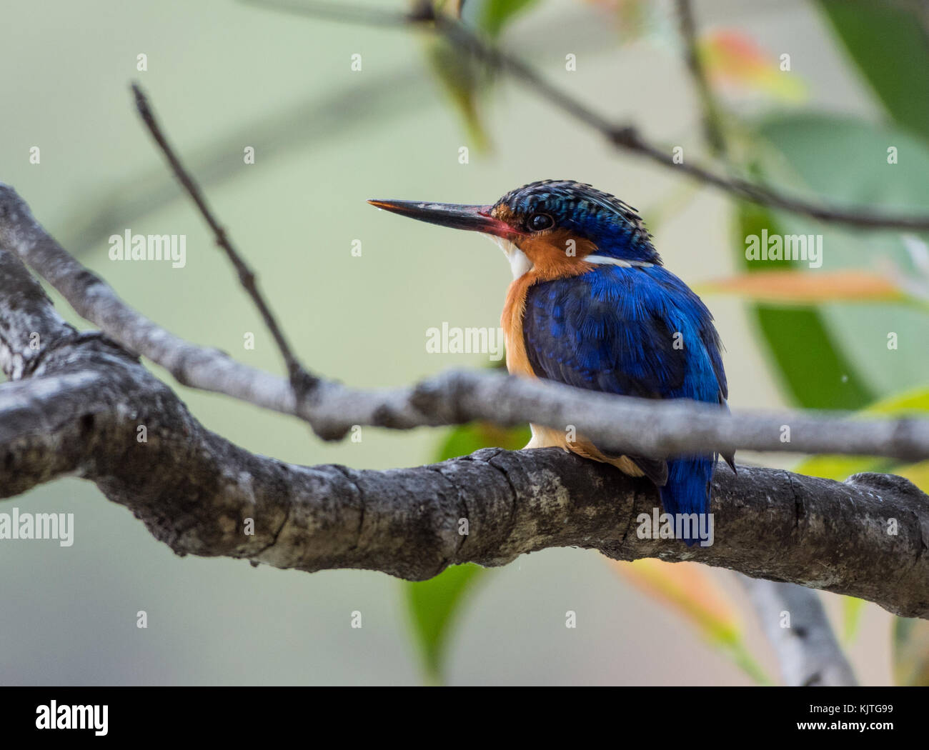 Un malgascio kingfisher (corythornis vintsioides), o il Madagascar la malachite kingfisher, appollaiato su un ramo. madagascar, africa. Foto Stock