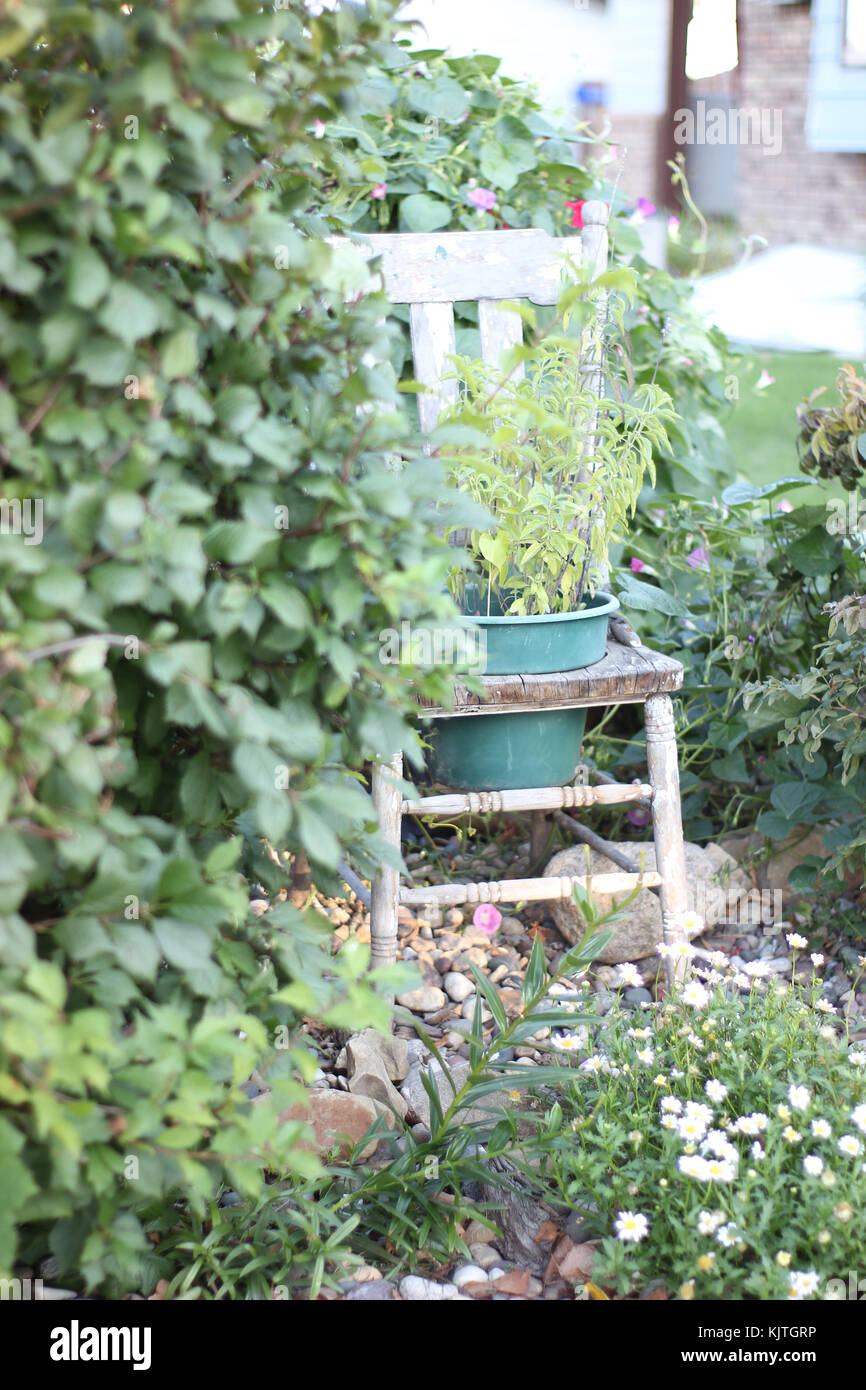 Sedia in legno tra i cespugli verdi e piantatrice come sede di un giardino Foto Stock