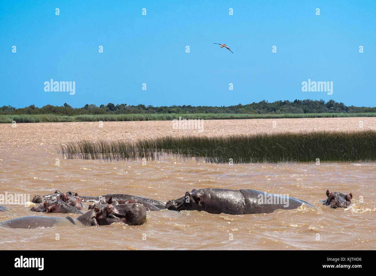 Paesaggio colpo di isimangaliso wetland park, Kwazulu Natal, sud africa. primo piano mostra una mandria di ippopotami rilassanti in acqua fangosa. Foto Stock