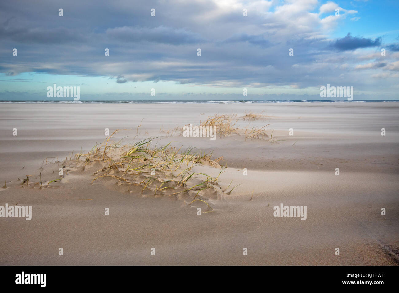 Dune formando su di una spiaggia tempestosa: sabbia lettino (elytrigia juncea ) le catture di sabbia e forme dune embrionali Foto Stock Dune formando su di una spiaggia tempestosa: sabbia lettino (elytrigia juncea ) le catture di sabbia e forme dune embrionali Foto Stock