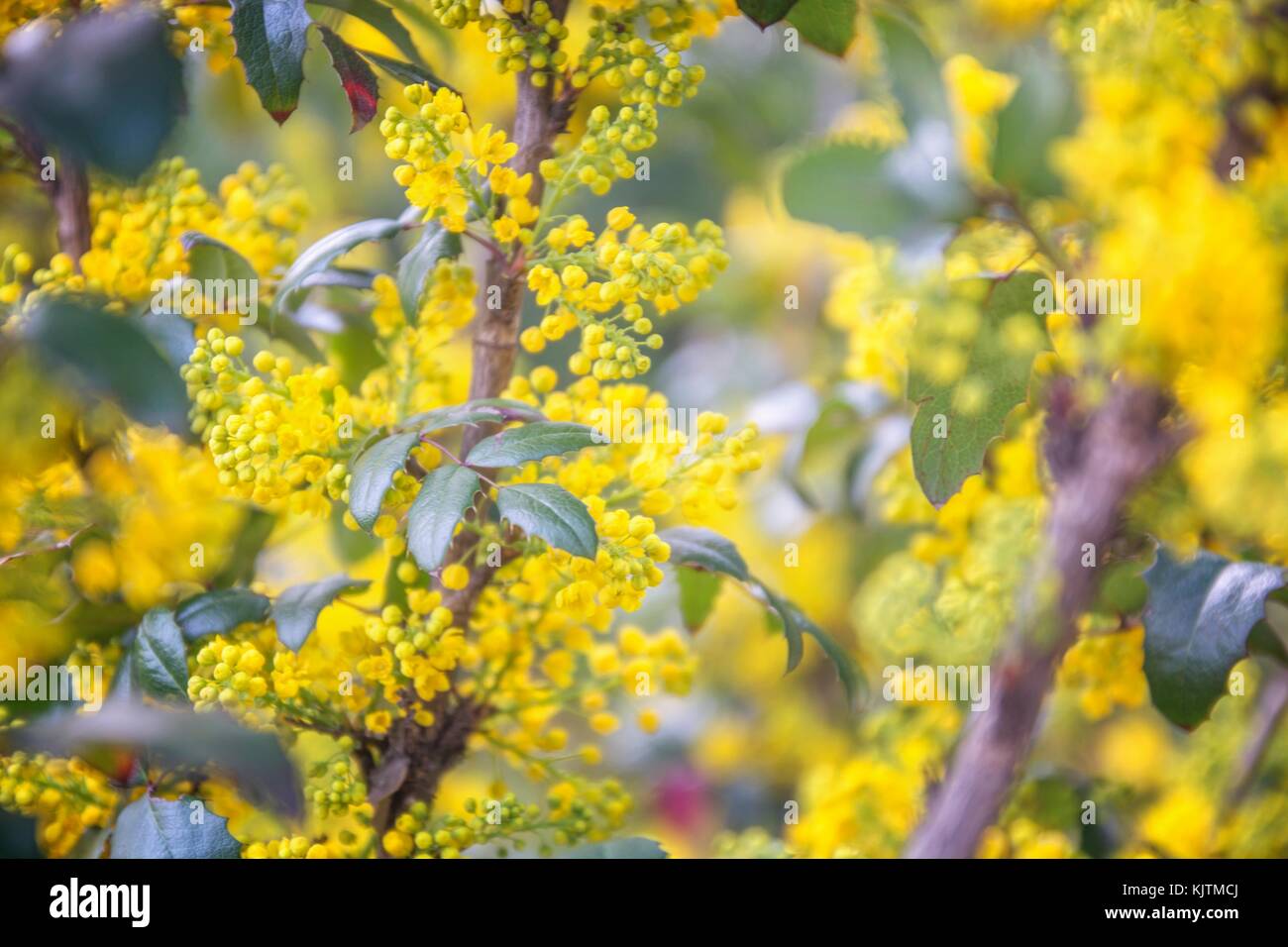 Dettaglio giallo arbusti di mahonia. Oregon uva. Foto Stock