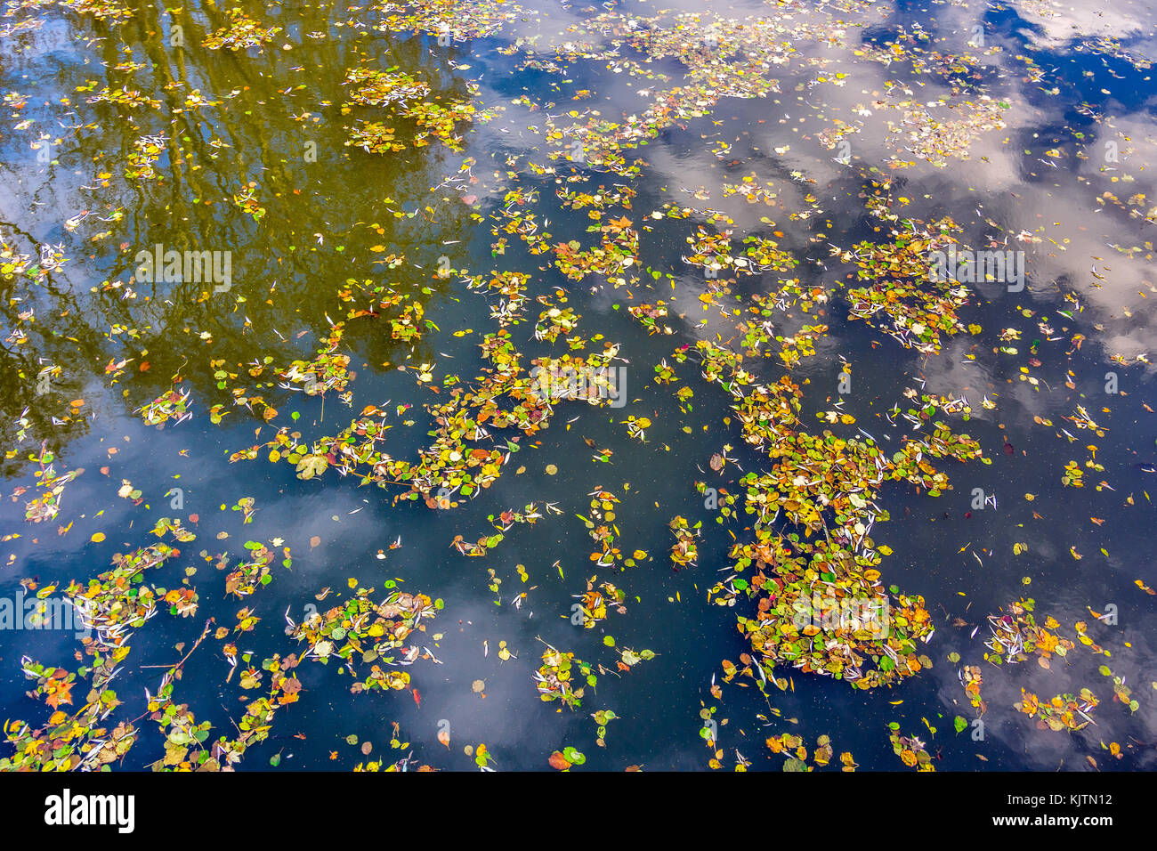 Foglie di battente sulla superficie del fiume - Francia. Foto Stock