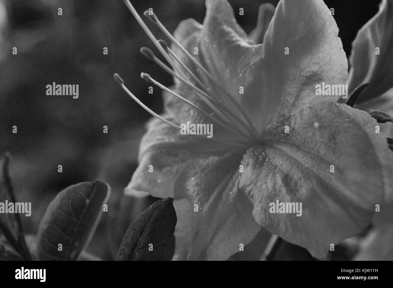 Chiudere su di un fiore in estate, in bianco e nero per rappresentare la depressione nella natura Foto Stock