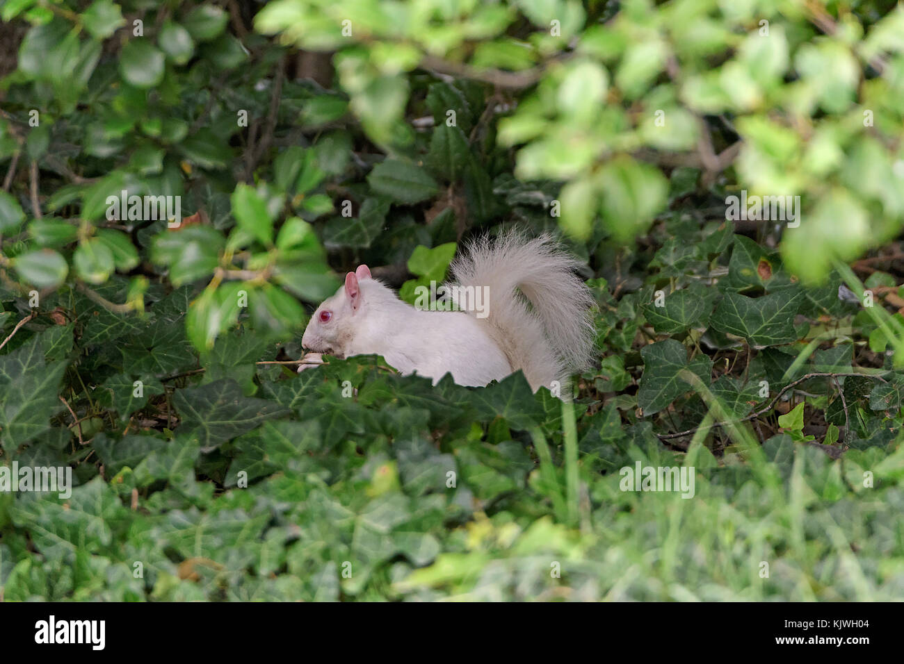 Scoiattolo albino nelle boccole del National Mall di Washington DC Foto Stock