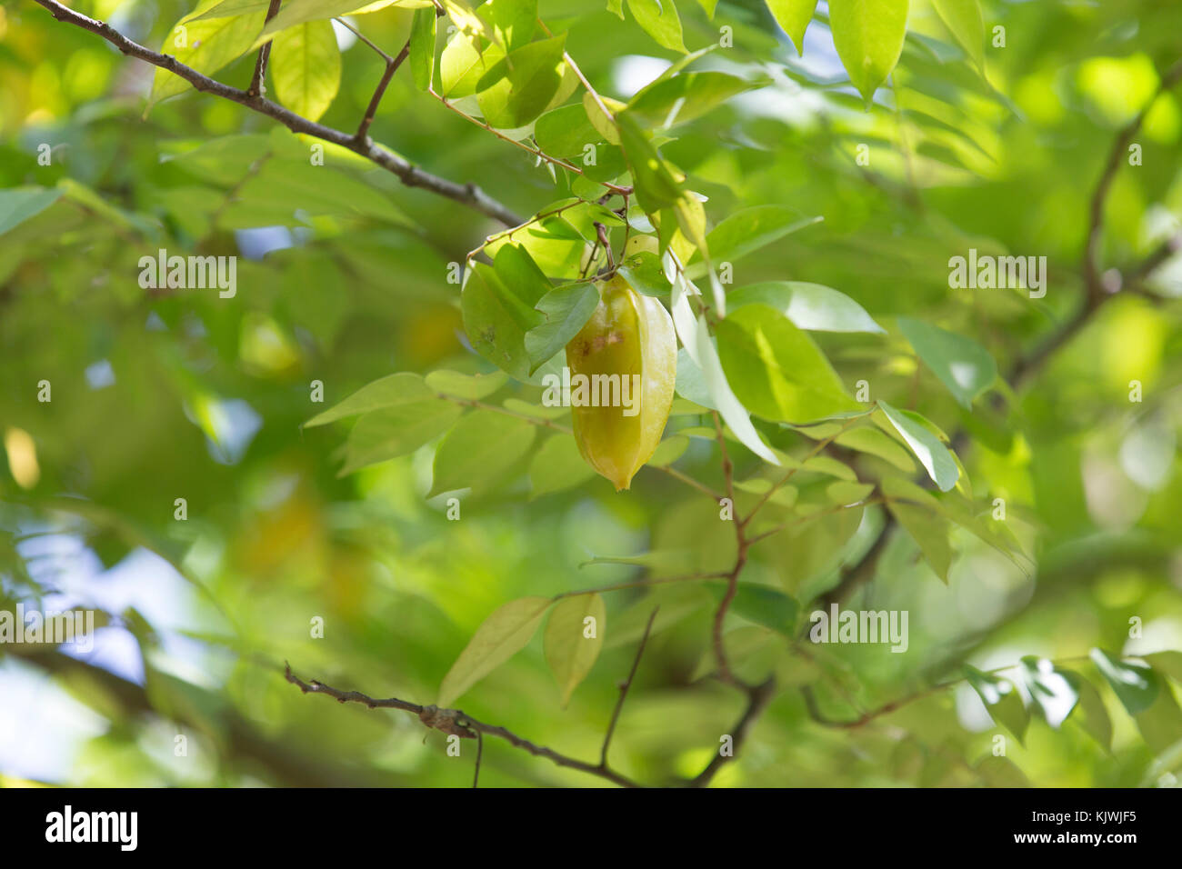 Zanzibar, Tanzania; Starfruit pods cresce a una fattoria di spezie sull'isola. Foto Stock