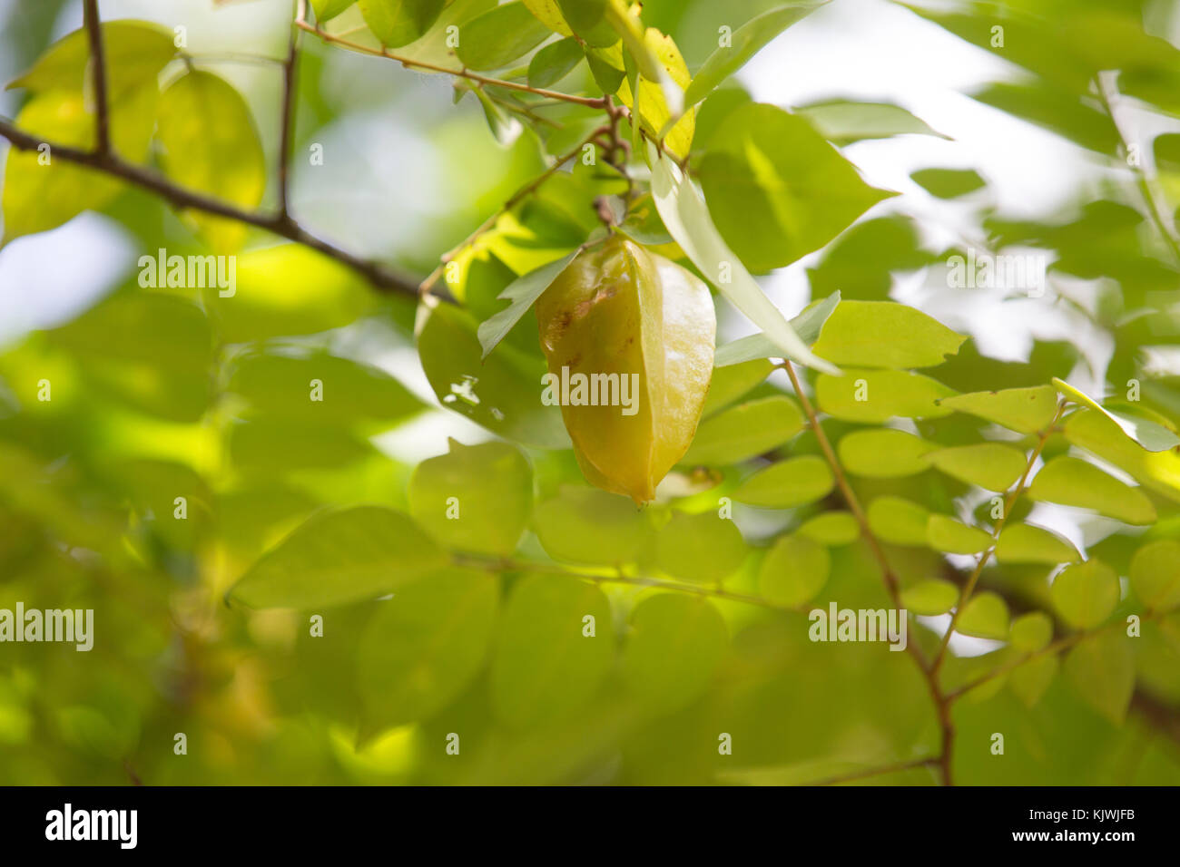 Zanzibar, Tanzania; Starfruit pods cresce a una fattoria di spezie sull'isola. Foto Stock