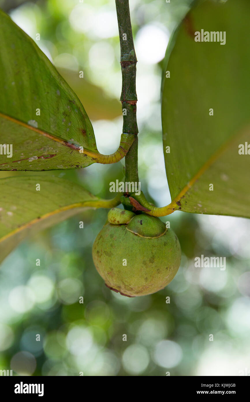 Zanzibar, Tanzania; Mangosteen pronto per essere prelevato in una fattoria di spezie sull'isola. Foto Stock