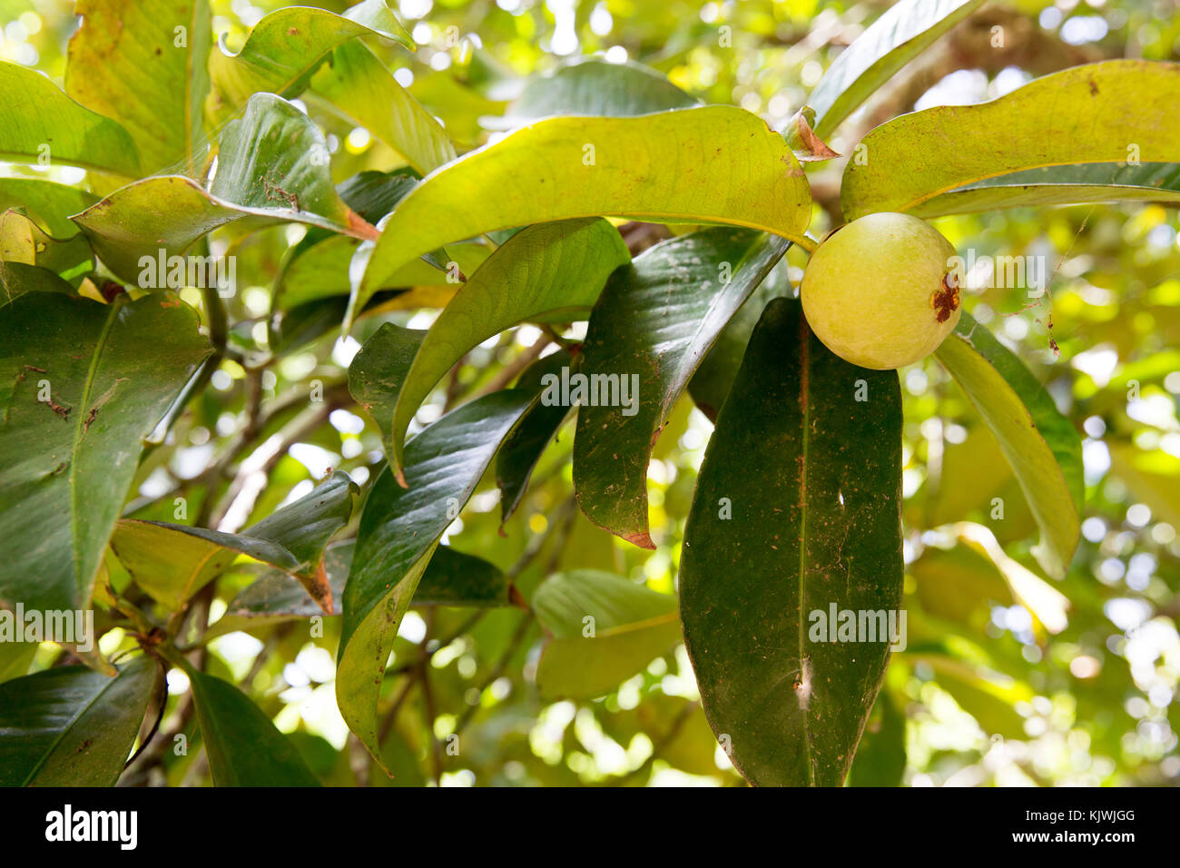 Zanzibar, Tanzania; Mangosteen frutta crescendo in una fattoria di spezie sull'isola. Foto Stock